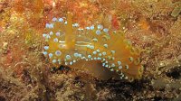 040 Antiopelle (Janolus cristatus)